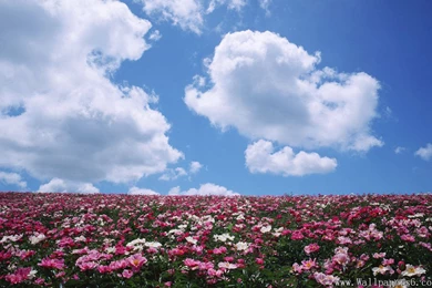 The Flower Ocean － Landscape Wallpapers   Free Download ...