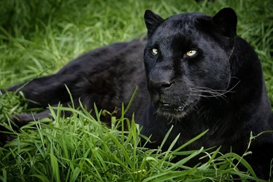 Free Download Black Panther Backgrounds Pictures