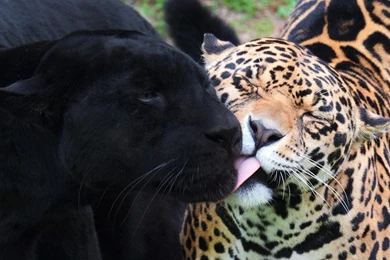 Jaguar Black Panther   HD Wallpapers