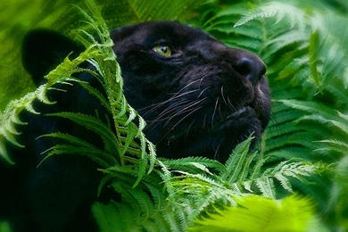 Black Panther Wallpapers