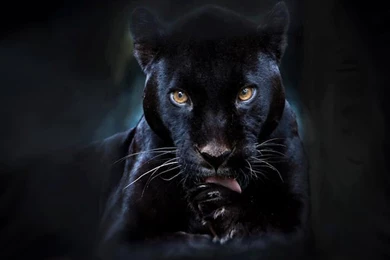 Black Panther Wallpapers