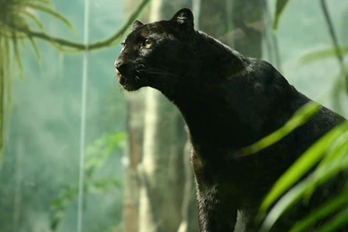 BLACK PANTHER Cat Cats Desktop Background Images ~ Cats For HD 16 ...