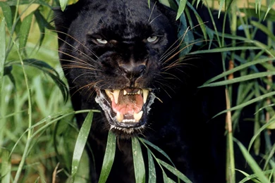 Image   ZC4cKfN black panther background.jpg   Animal Jam Clans ...