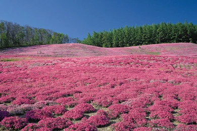 Full Brae Clover Flower － Landscape Wallpapers   Free Download ...