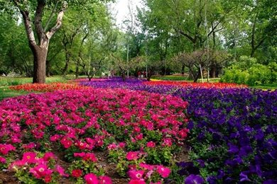 Stunning Flower Landscape Wallpapers