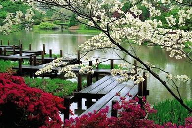 Spring Flower Park Plants Nature Scenery Landscape Spring Picture ...