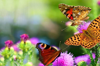 Red Rose Wallpapers Collection