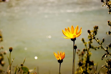 Lotus Flower Nature Lake Yellow Landscape Up High Quality ...