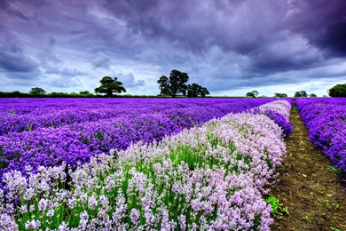 Flowers   Garden   Landscape   Love   Nature   Romantic   Roses ...