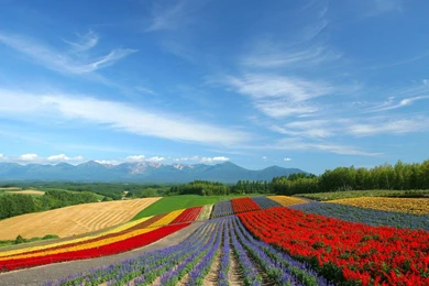 Scenery Flower Landscape Wallpapers
