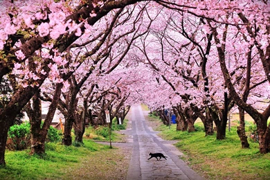 Beautiful Natural Tree With Pink Flower And Running Cat On Road HD ...