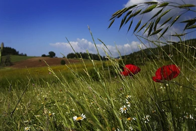 Daisy Flower Landscape Wallpapers