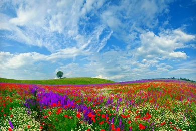 FLOWER FIELDS WALLPAPER   (
