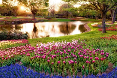 Japan Sunrise Landscapes Nature Tokyo Trees Flowers Morning Park ...