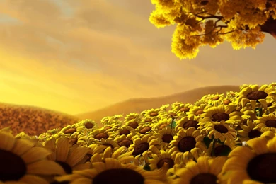 Sunflower Flowers Flower Landscape Tree HD Lovely Wallpapers Free ...