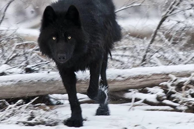 Black Wolf (