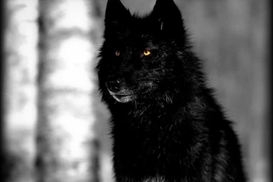 Black Wolves On Pinterest