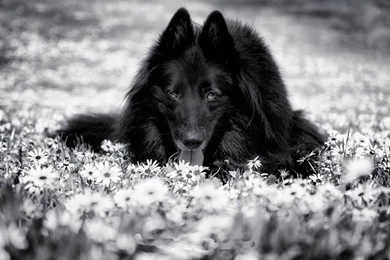 Other: Black Wolf Art White Wisdom Timber Howling Saying ...