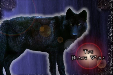 Black Wolf Black Wolves Wallpapers (21617970) Fanpop