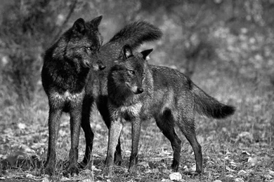 BLACK WOLVES WALLPAPER   (