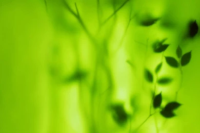 Green Wallpapers High Resolution