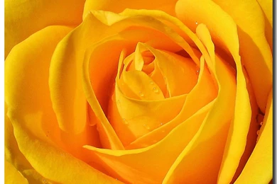 Yellow Rose Wallpapers   Wallpapers Cave