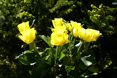 Yellow Rose Flowers Images   Wallpapers HD Base