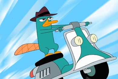 Thousands Of Images About Pics Of Perry The Platypus On Pinterest ...