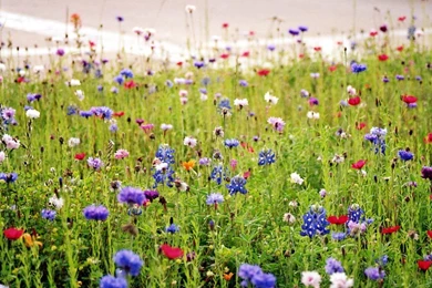 Wild Flower Wallpapers   Wallpapers Cave