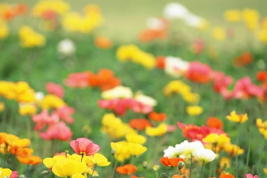 HD Colorful Wildflowers : The Brilliant World Of Wild Flowers ...
