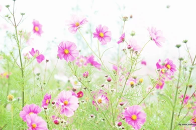 RePin Image: Flower Field W. On Pinterest