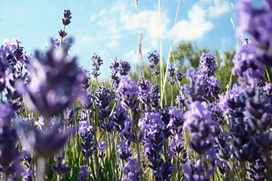 Wildflower S Wallpapers