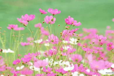 HD Widescreen Colorful Wildflowers : The Brilliant World Of Wild ...