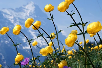 Wildflower Wallpapers