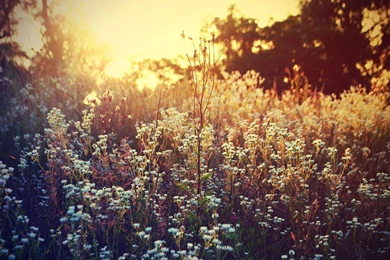 Wildflower Wallpapers >> Backgrounds With Quality HD