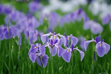 Purple Wild Flowers Wallpapers   Purple Flowers Wallpaper6 ...