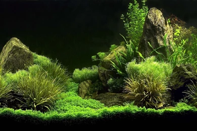 Charming Screensavers Site: Aquarium Freshwater Screensaver