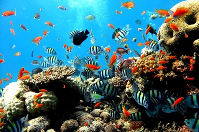 Aquarium Free Download Hd Wallpapers