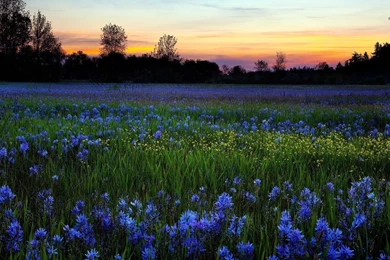 Wild Flower Wallpapers   Wallpapers High Definition