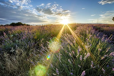 Fantastic Wildflower Wallpapers