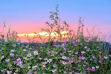 Wildflower Sunset After The Storm   (
