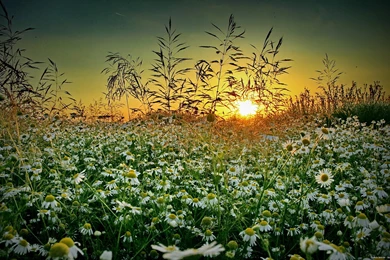 Grass Chamomile Sunset Summer Wildflower D Wallpapers