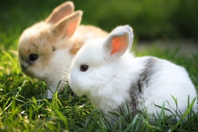 Animal Hd Wallpapers,high Resolution Pics Of Animal Pics,free ...