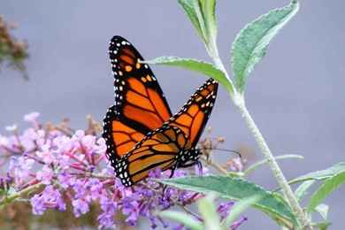 HD Dazzle Colour Butterfly Backgrounds Widescreen And HD ...