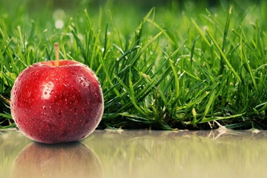 Download Grass Apples Wallpapers 1920x1200