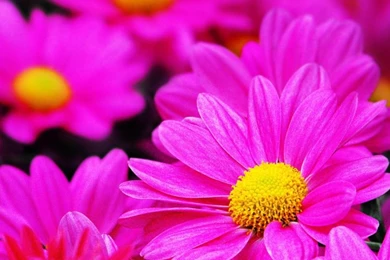 Free Flower Wallpaper Download For Desktop 1.jpg
