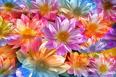Beautiful Flowers Wallpapers For Desktop Free Download Hd,desktop ...