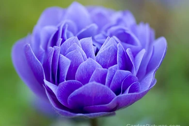 Flowers Wallpapers Desktop   Desktop Backgrounds