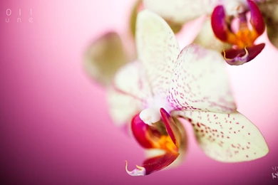 Download The June Orchid Wallpaper, June Orchid iPhone Wallpapers ...