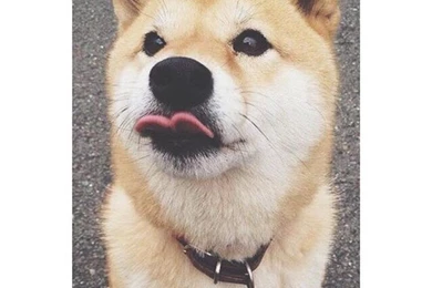 Animals, Background, Cute, Dog, Dogs   Image